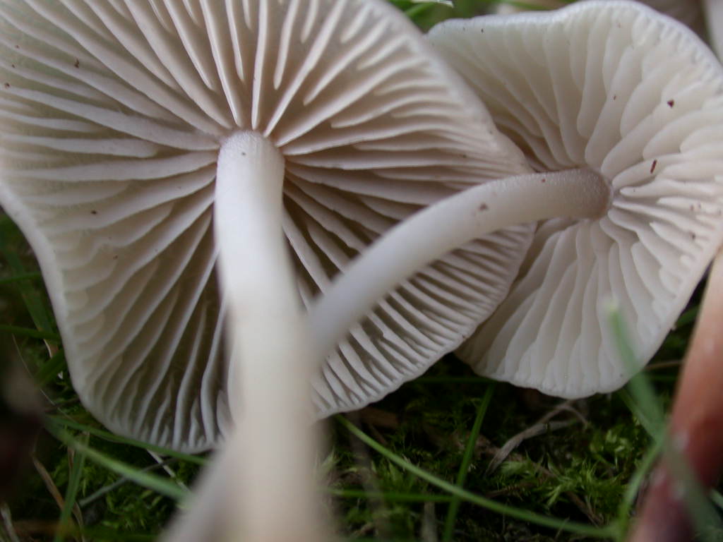 Un aiuto per identificazione